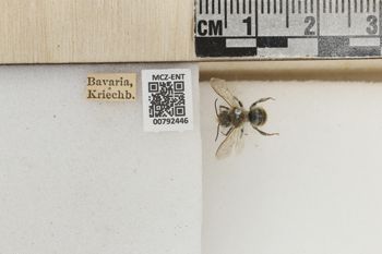 Media type: image;   Entomology 792446 Aspect: Labels